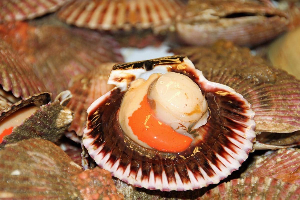 ilustrasi scallop