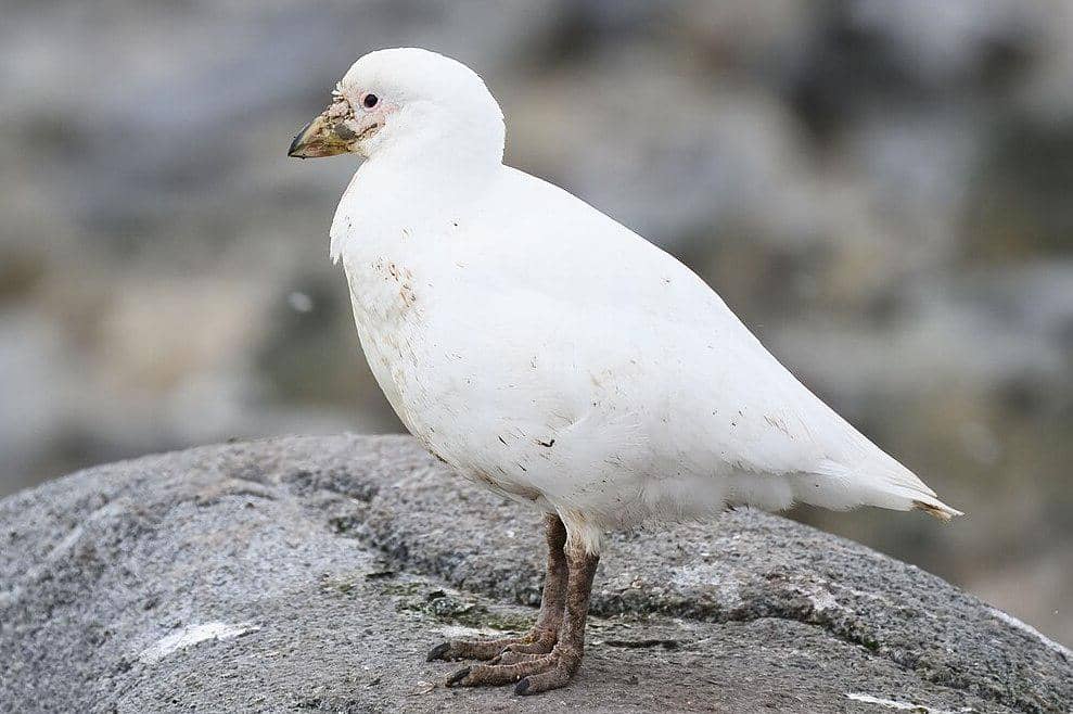 tampilan sekujur tubuh cerek es