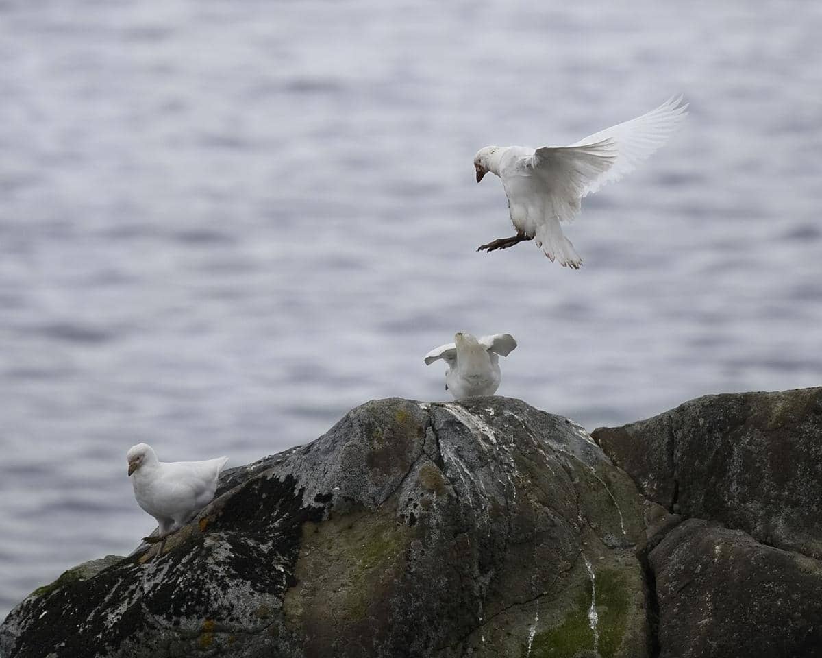 cerek es salju di bebatuan