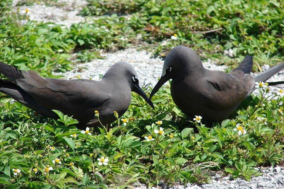 sepasang camar angguk cokelat saling mengangguk