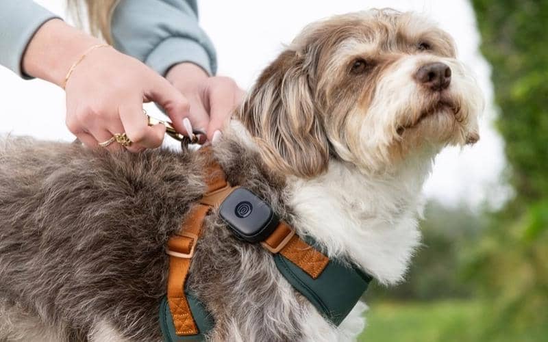 potret Life360 GPS pet tracker