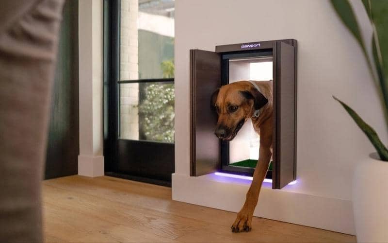 potret Pawport Smart Pet Door