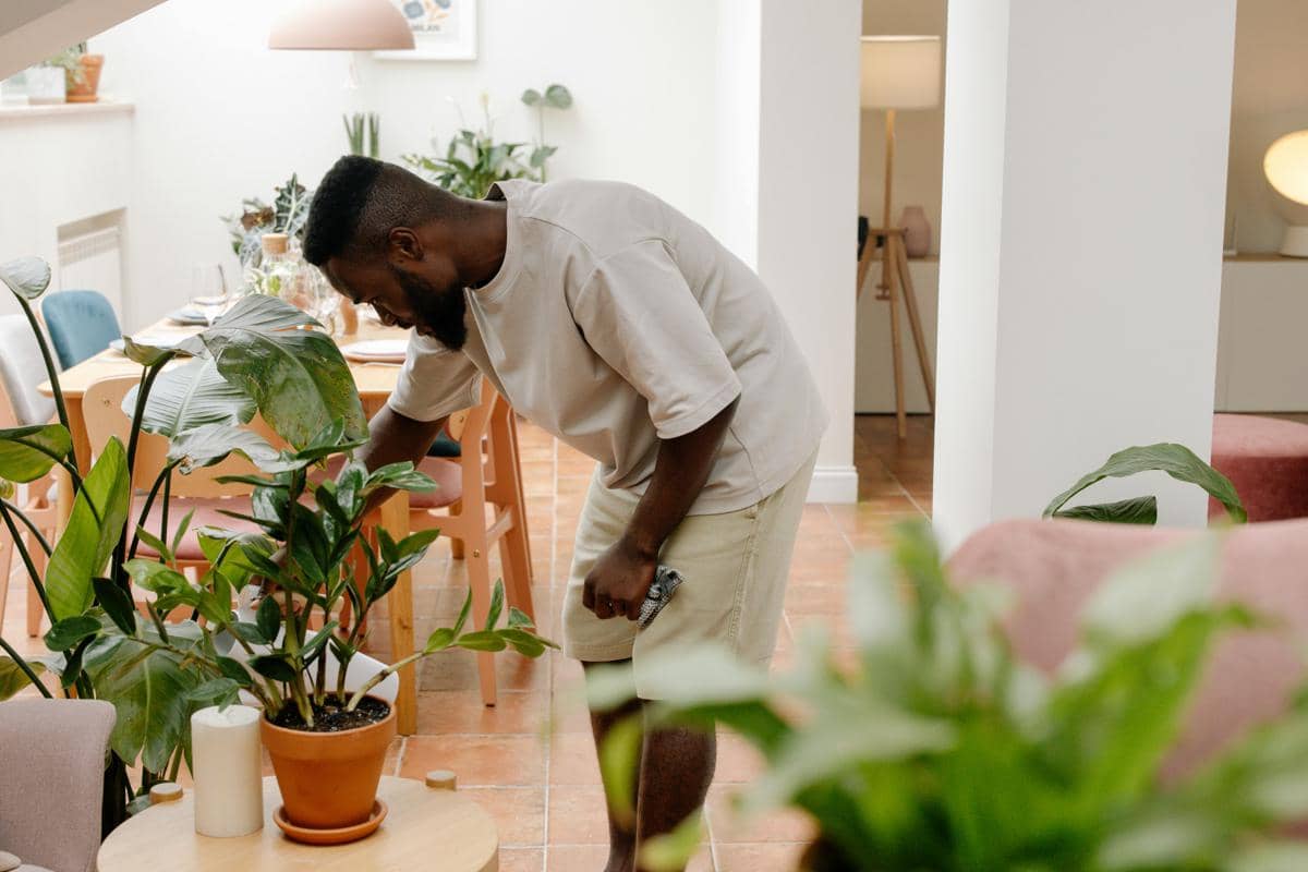 Ilustrasi merawat tanaman indoor