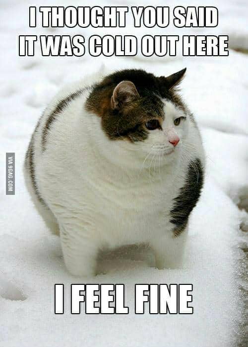 meme kucing pas musim dingin