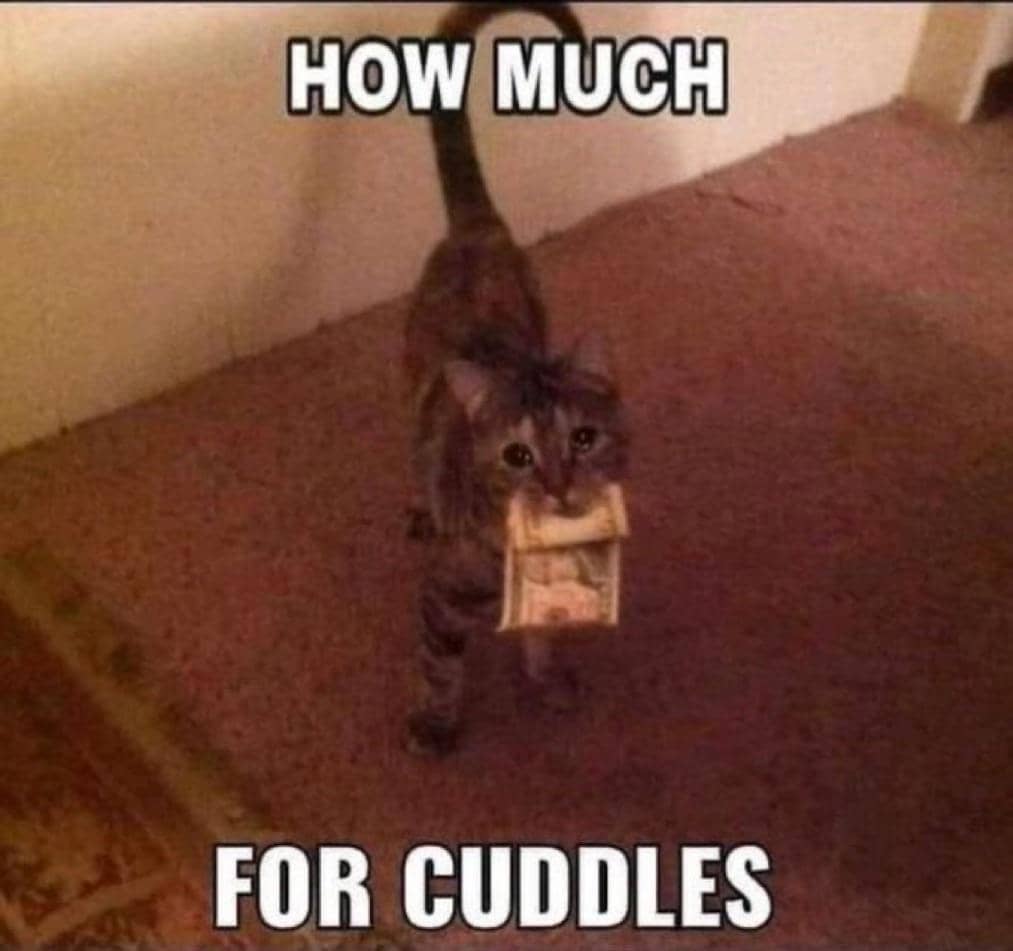 meme kucing cuddle