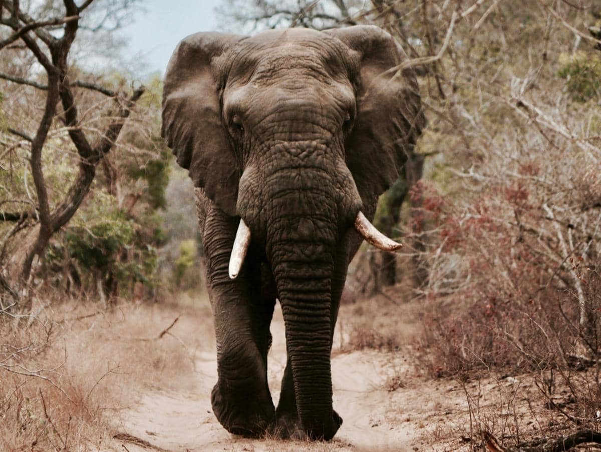 Seekor gajah di padang sabana Afrika