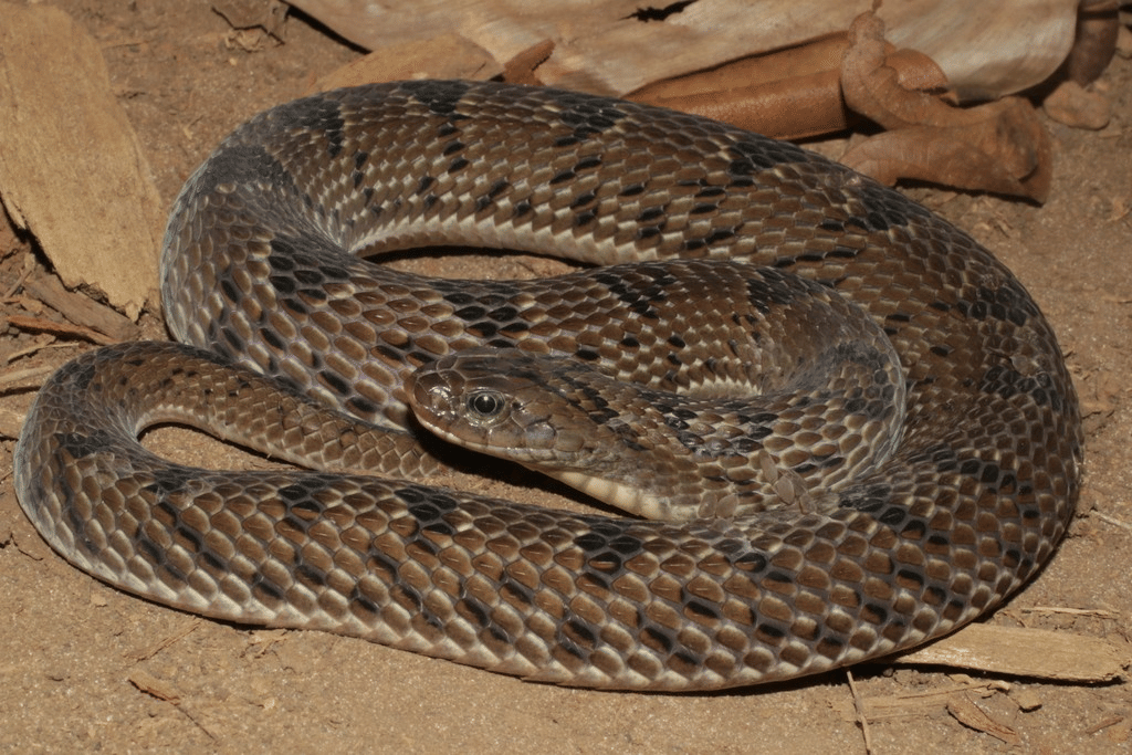 5 Fakta Unik Night Adder Tutul, Belum Ada Anti Bisa untuk Gigitannya