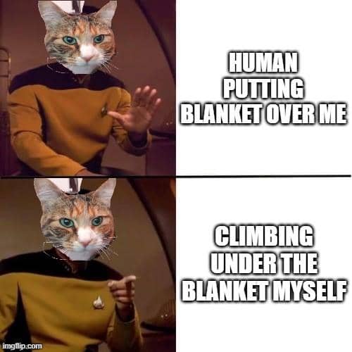 meme kucing pas musim dingin