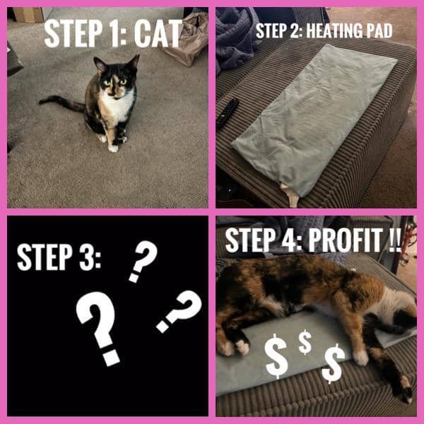 meme kucing pas musim dingin