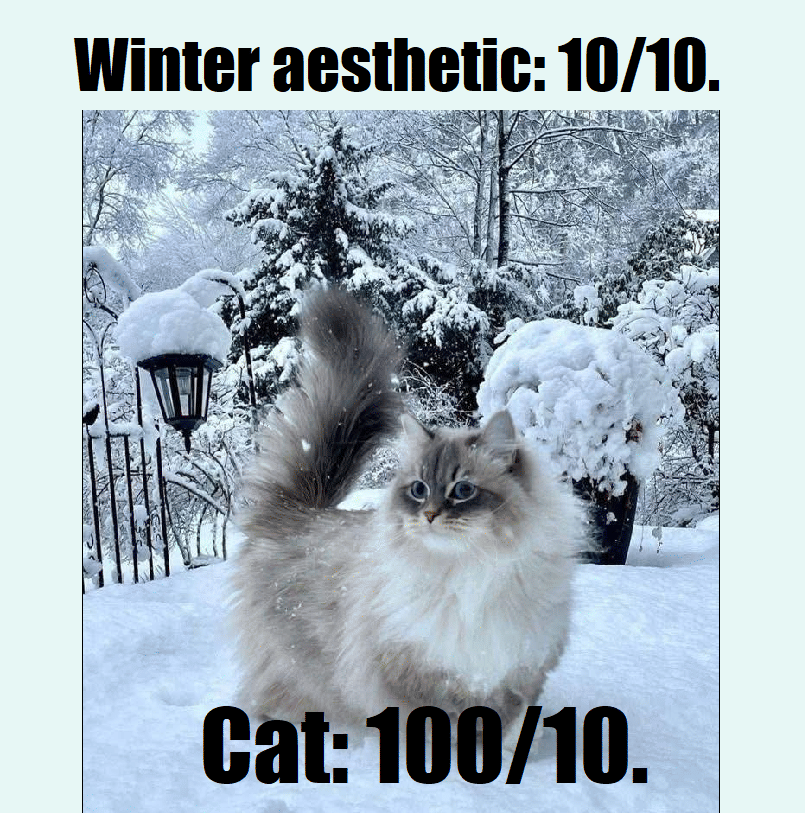 meme kucing pas musim dingin