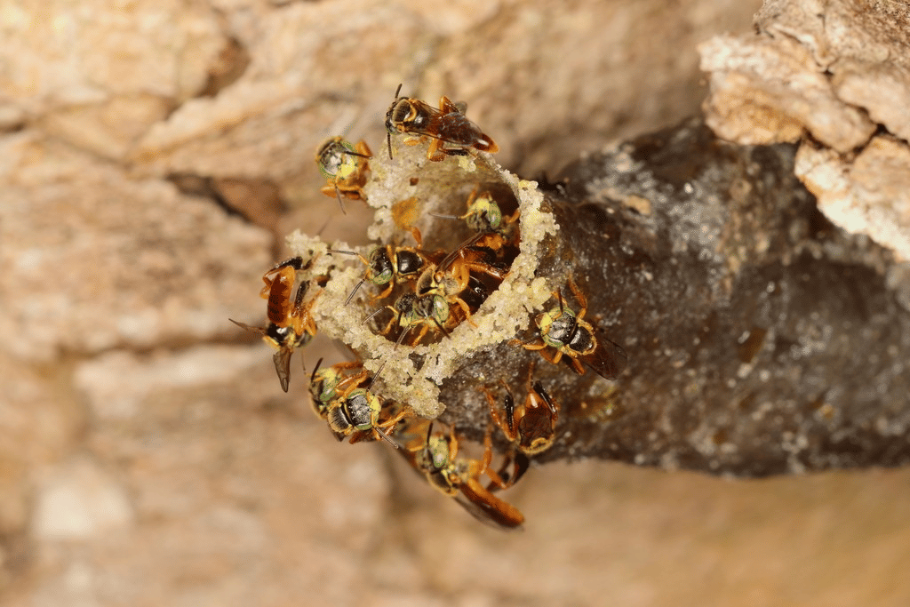 lebah tanpa sengat ramping