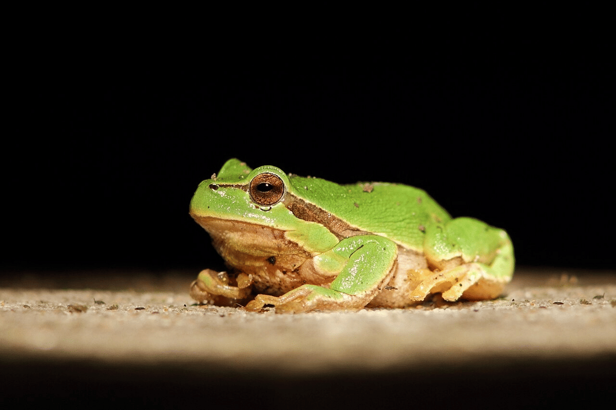 katak pohon eropa