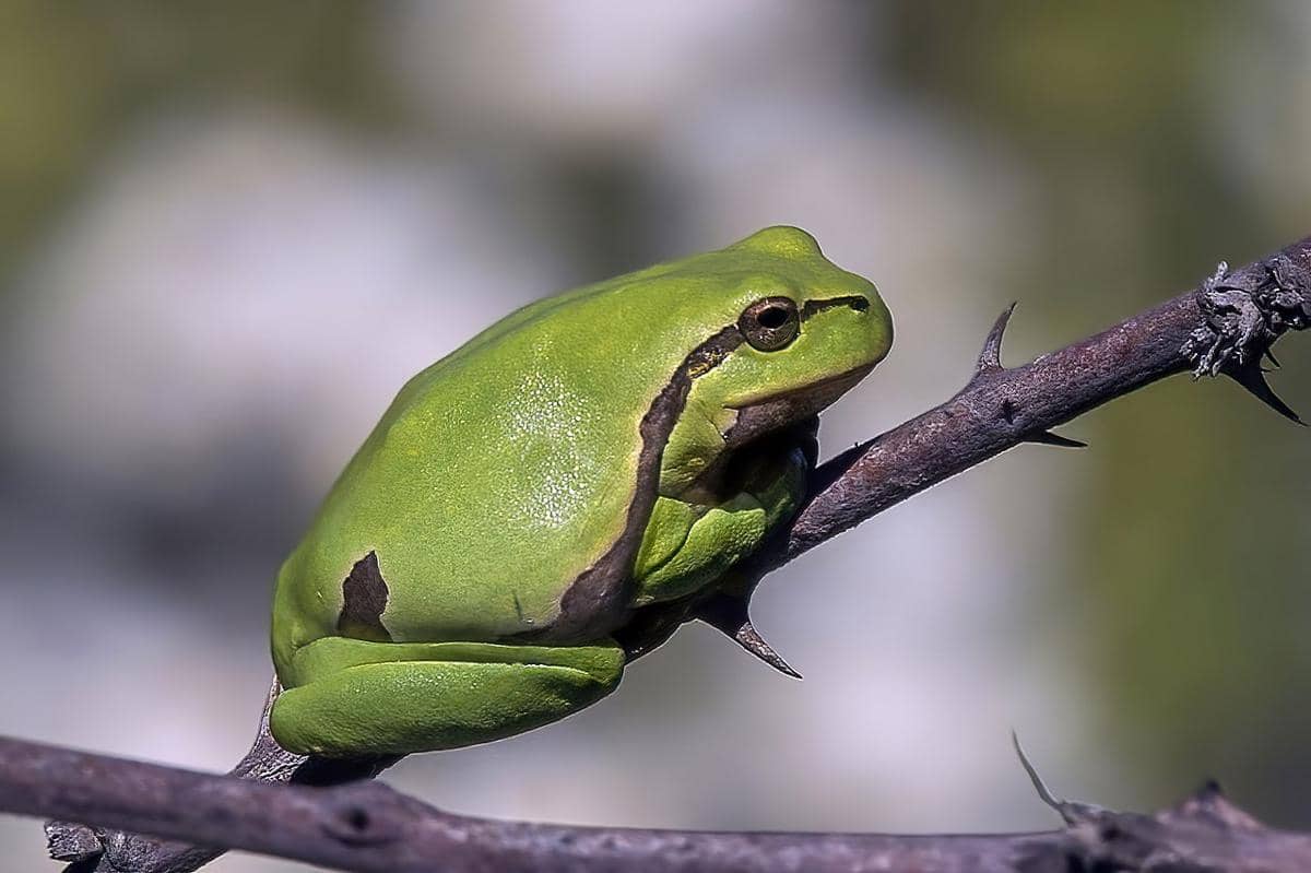 5 Fakta Unik Katak Pohon Eropa, Jadi Pengukur Tekanan Udara