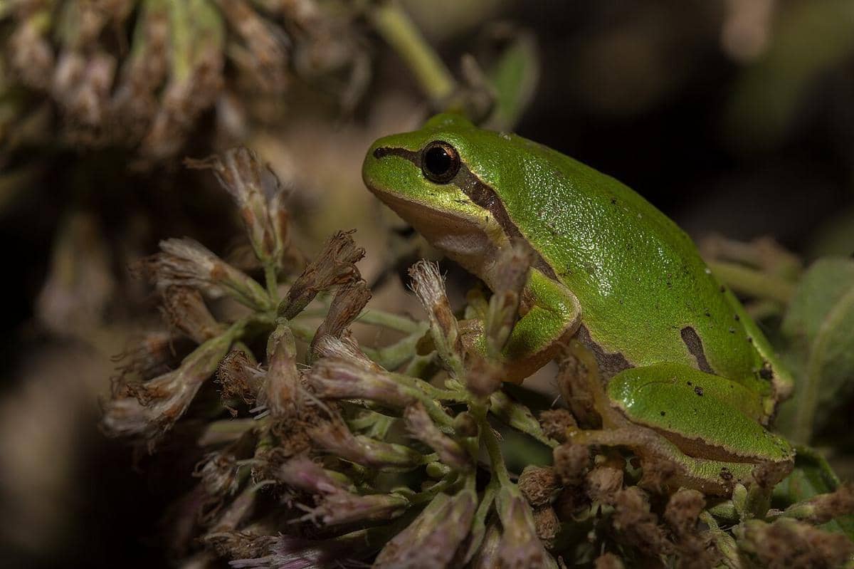katak pohon eropa