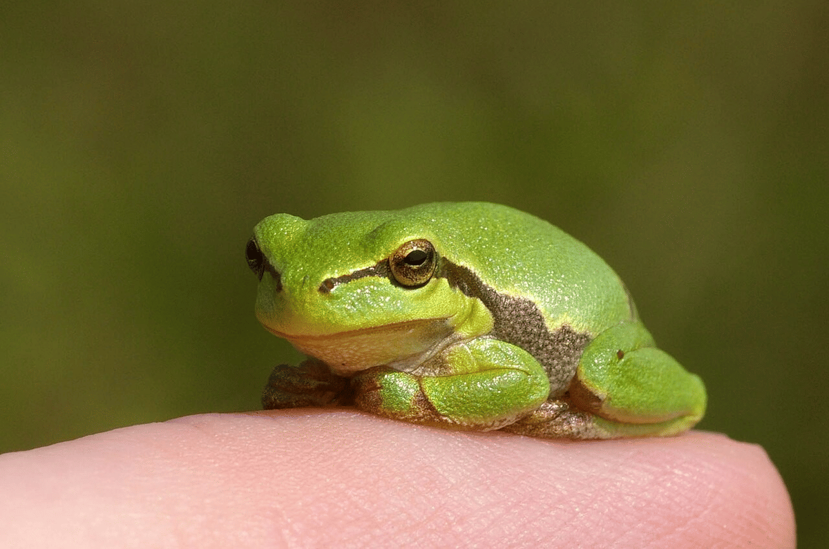 katak pohon eropa