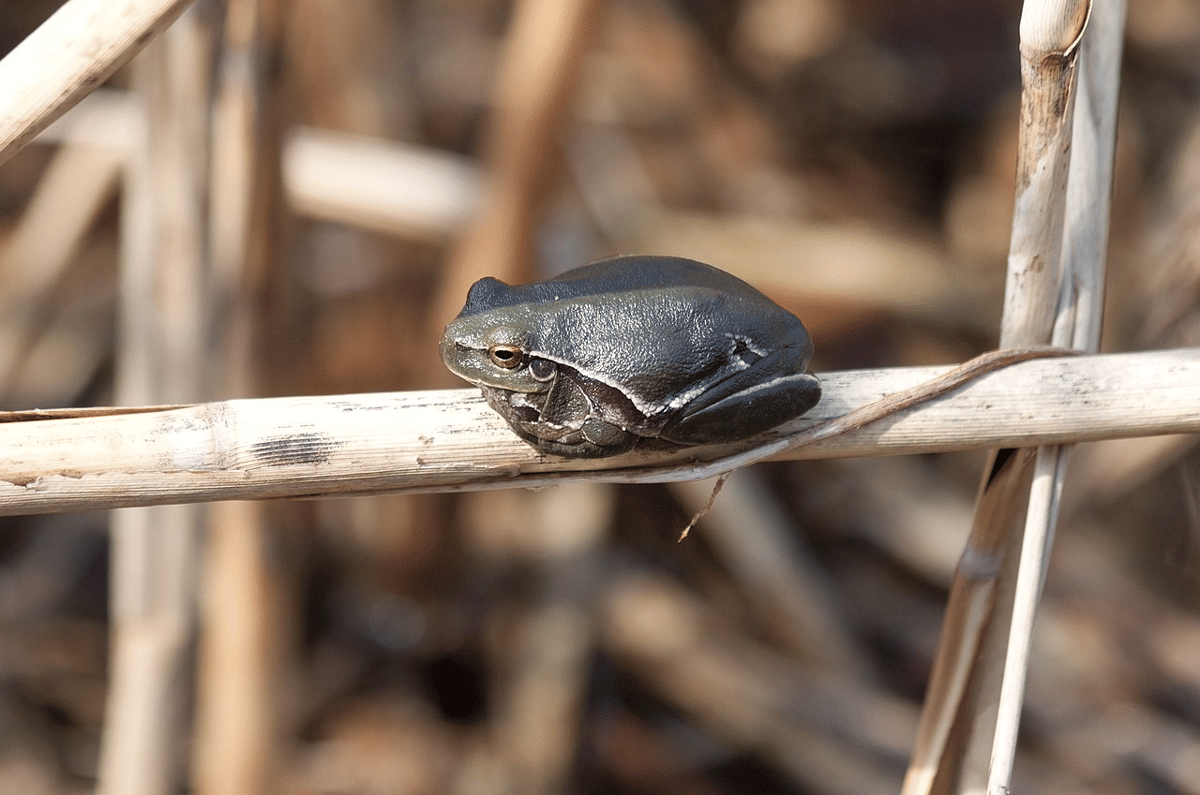 katak pohon eropa