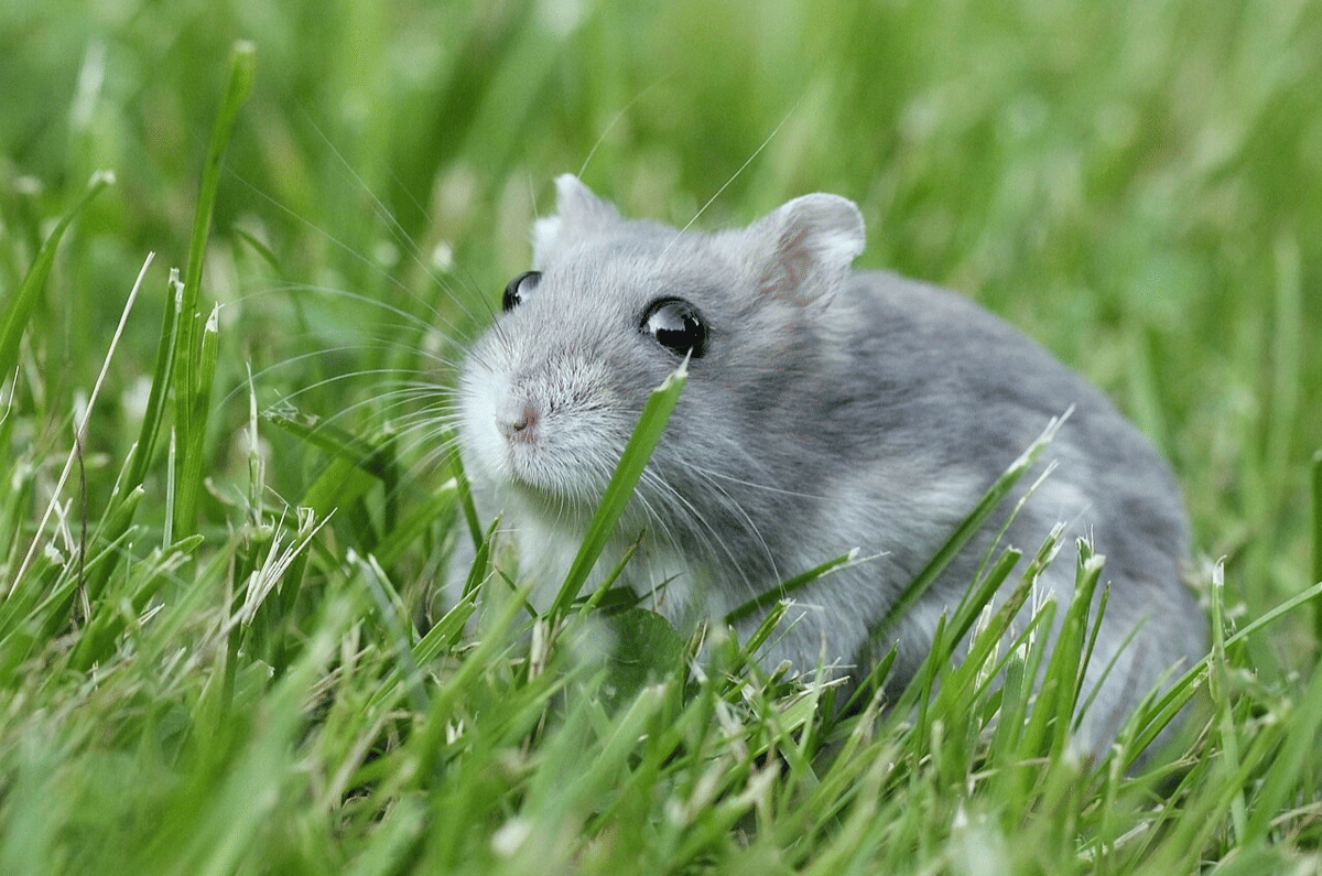 hewan di musim dingin