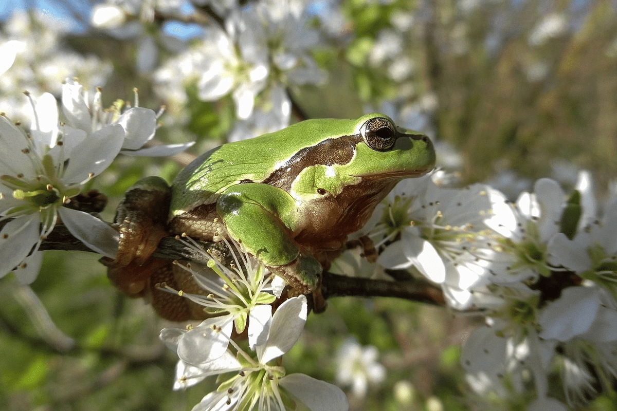 katak pohon eropa
