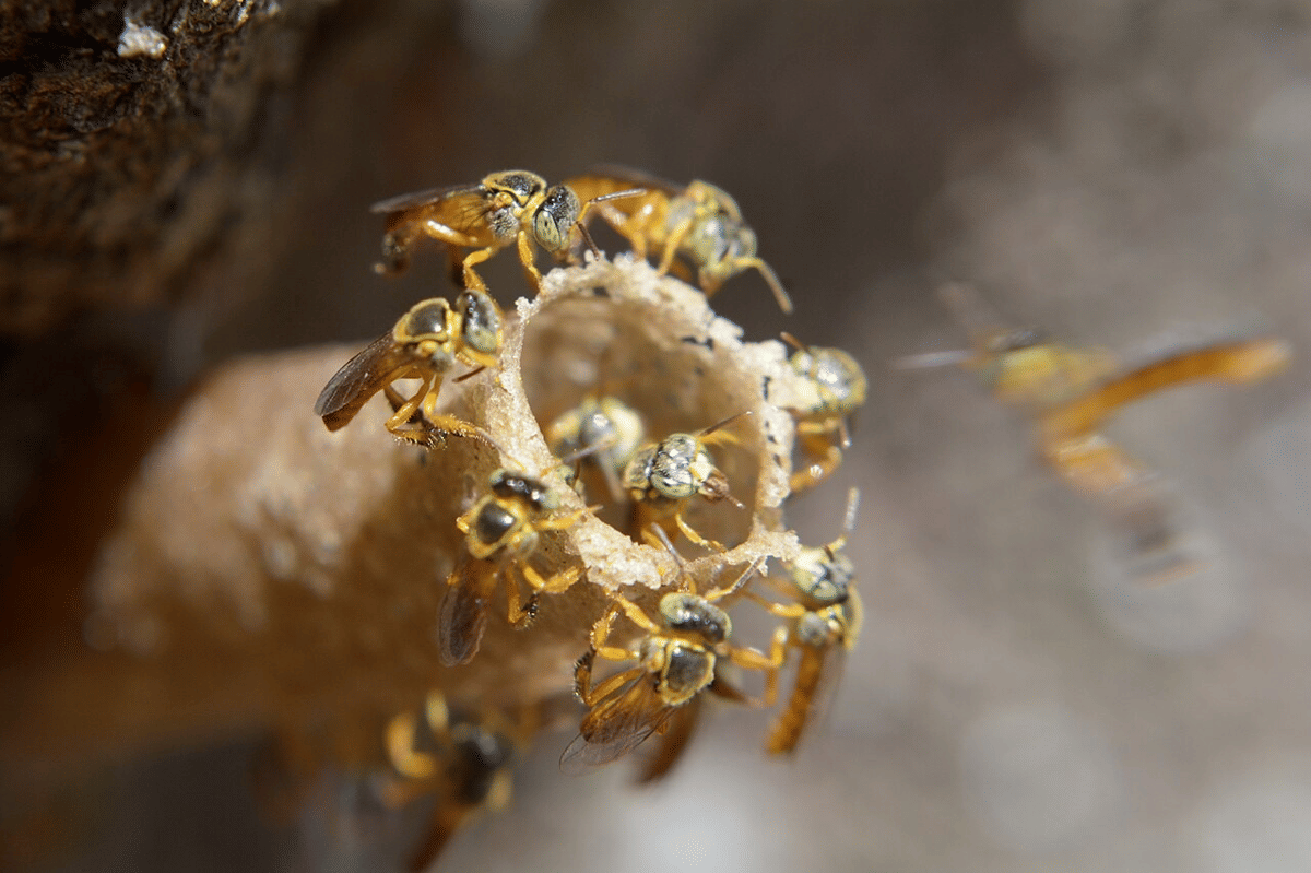 lebah tanpa sengat ramping