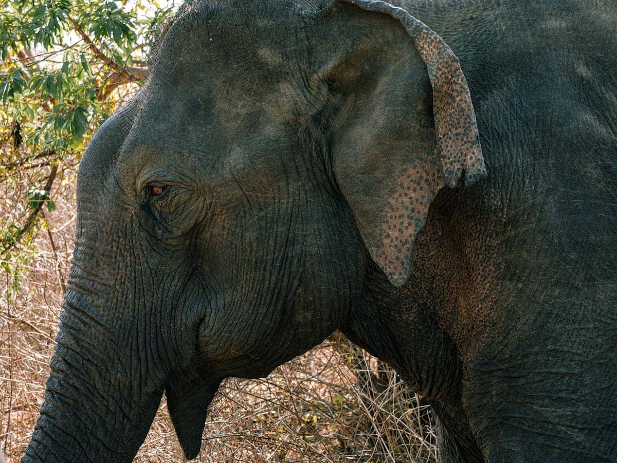 Seekor gajah dari samping