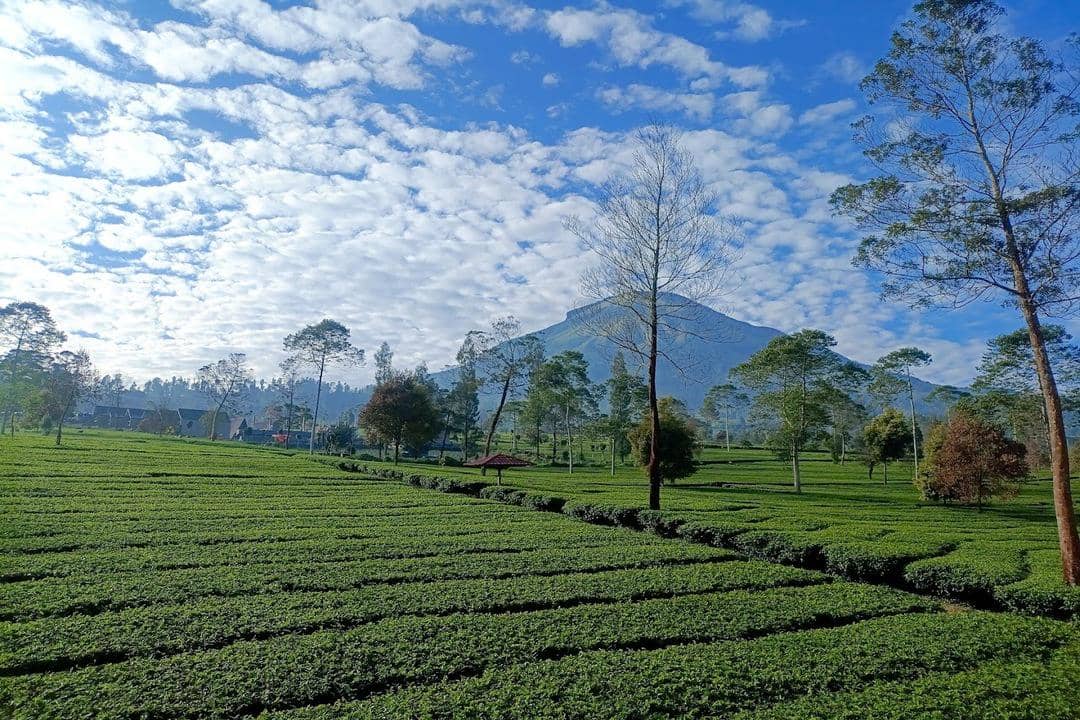 Camping Ground Meditatea yang ada di Wonosobo