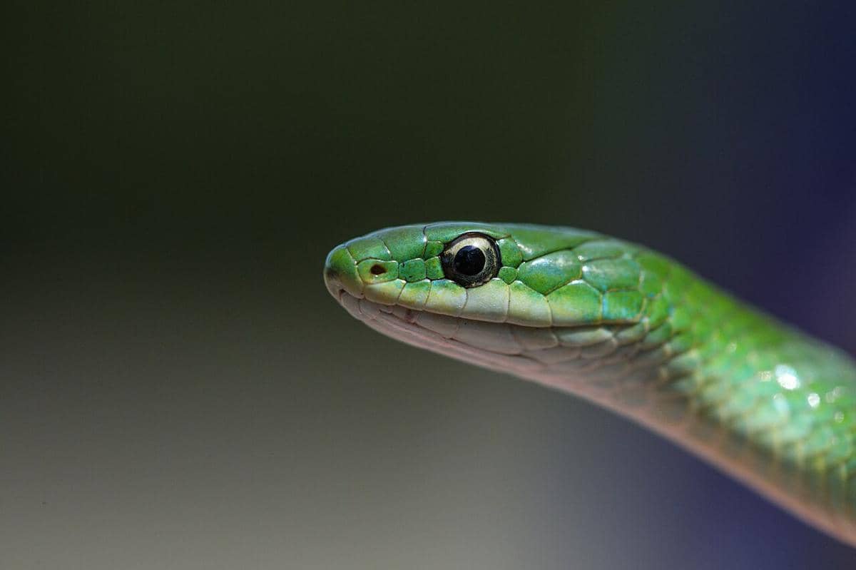 ular hijau halus