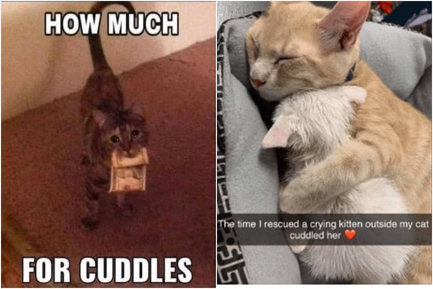 kolase meme kucing cuddle