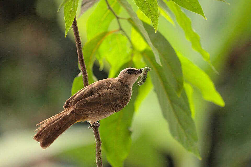 Ulat jadi salah satu sumber makanan favorit merbah cerukcuk untuk penuhi kebutuhan protein. 
