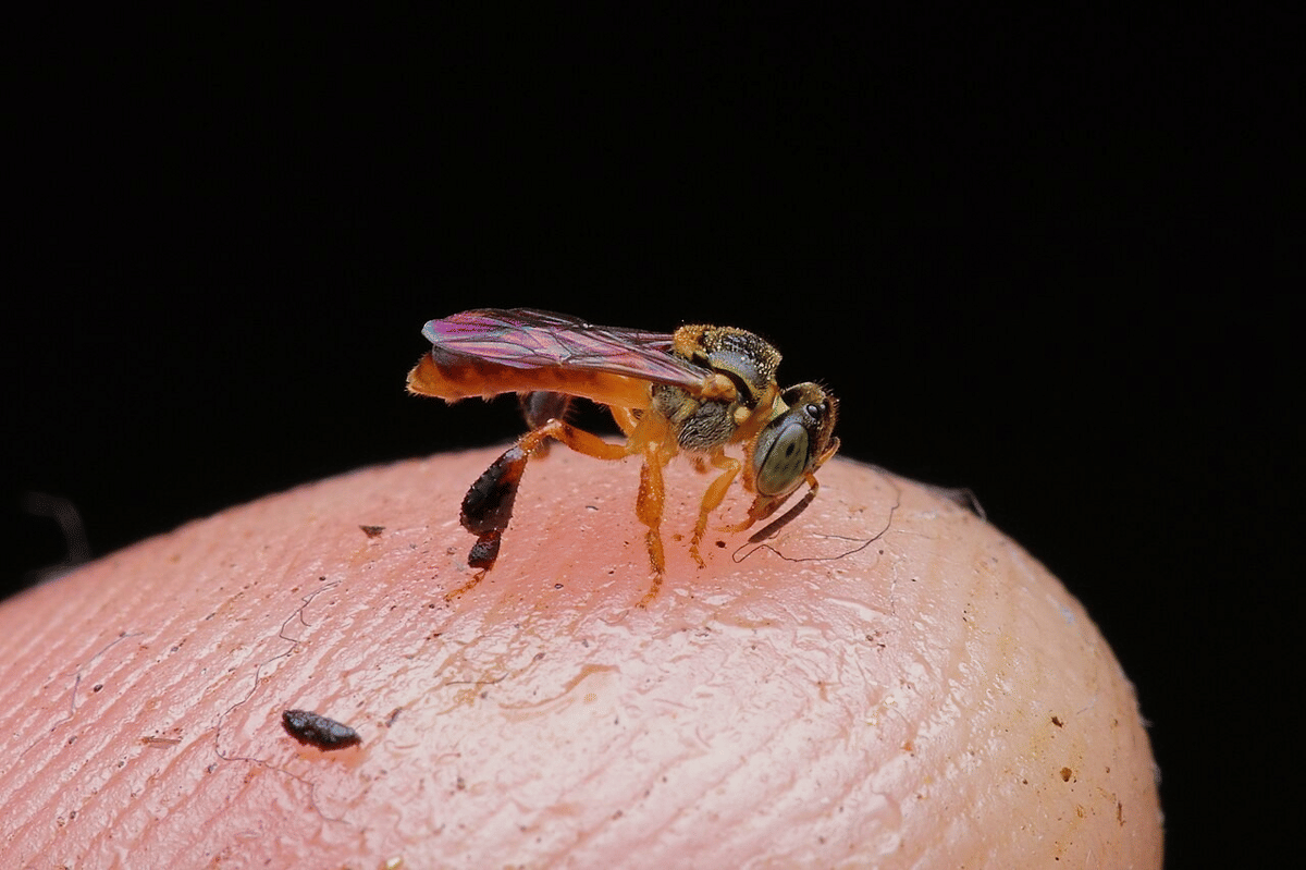 lebah tanpa sengat ramping