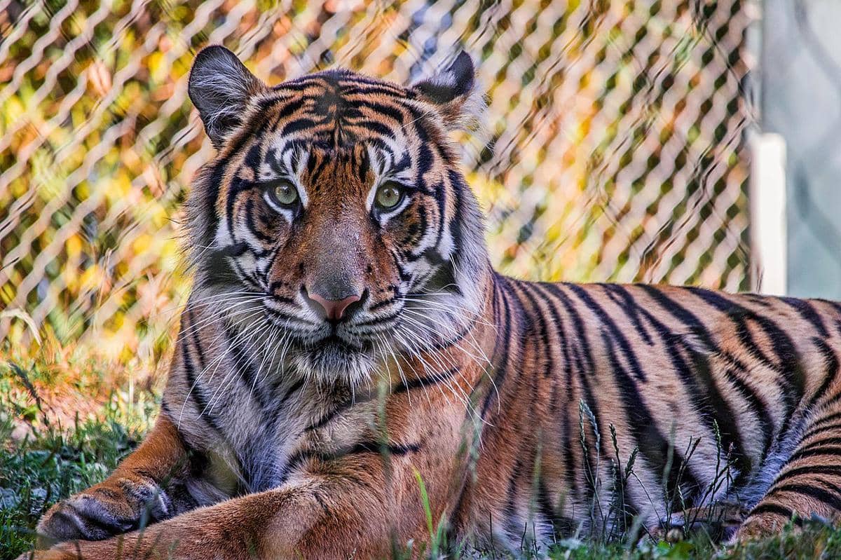 harimau sumatra