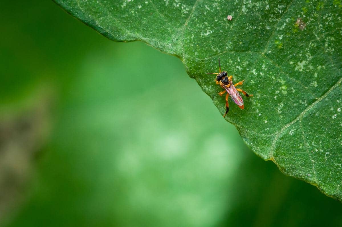 lebah tanpa sengat ramping