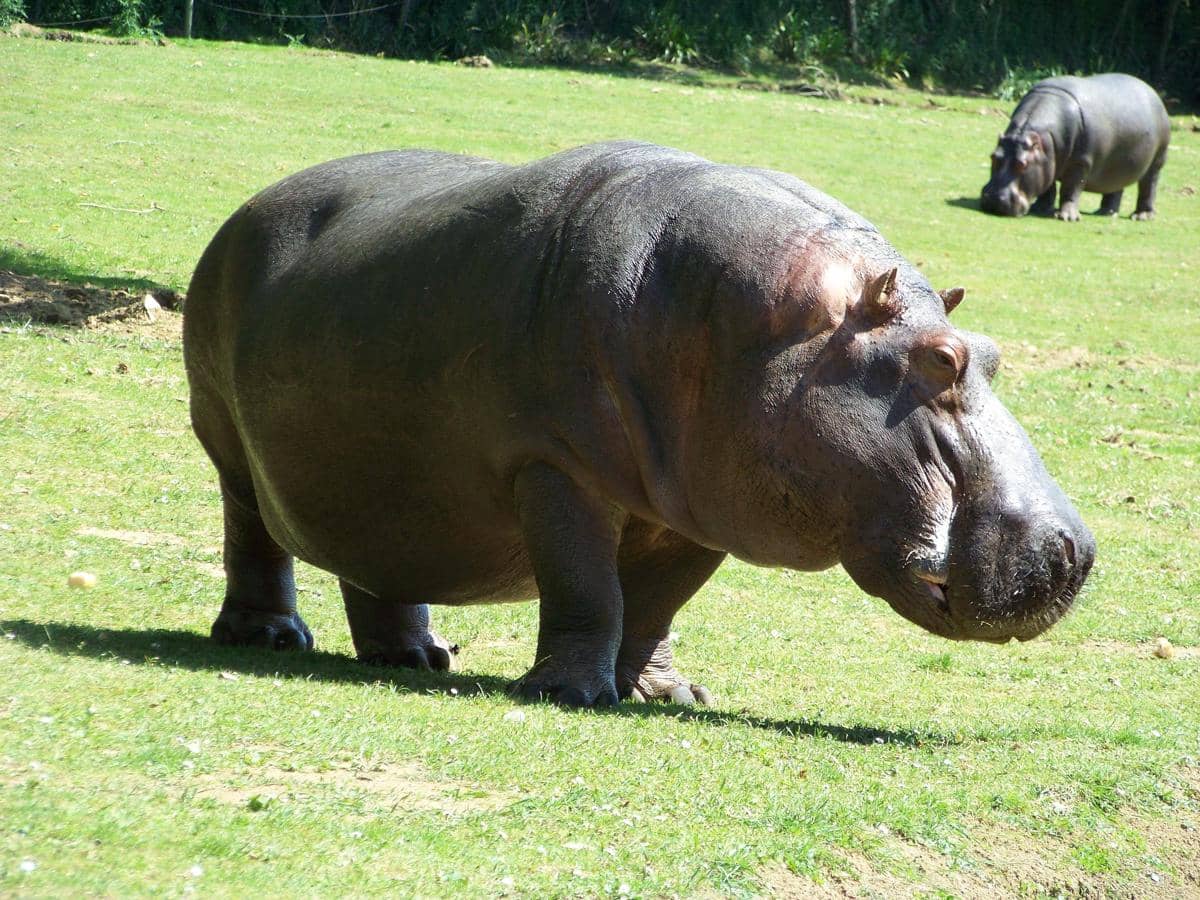 hippopotamus-79296_1920.jpg