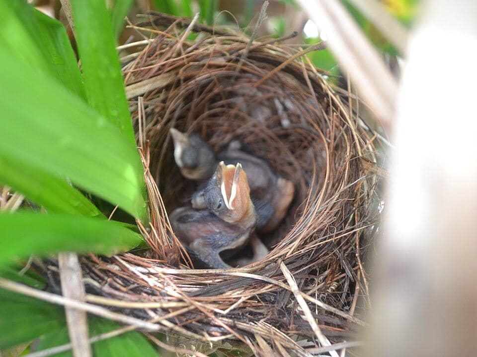 potret anak-anak merbah cerukcuk yang baru menetas