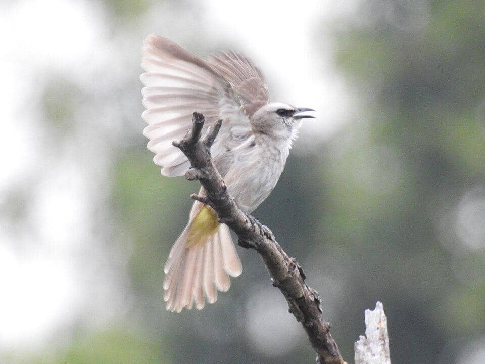 merbah cerukcuk sedang mengepakkan sayap