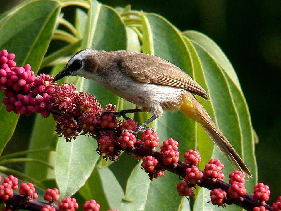 Merbah cerukcuk jadi salah satu spesies hewan yang membantu proses reproduksi tanaman buah.