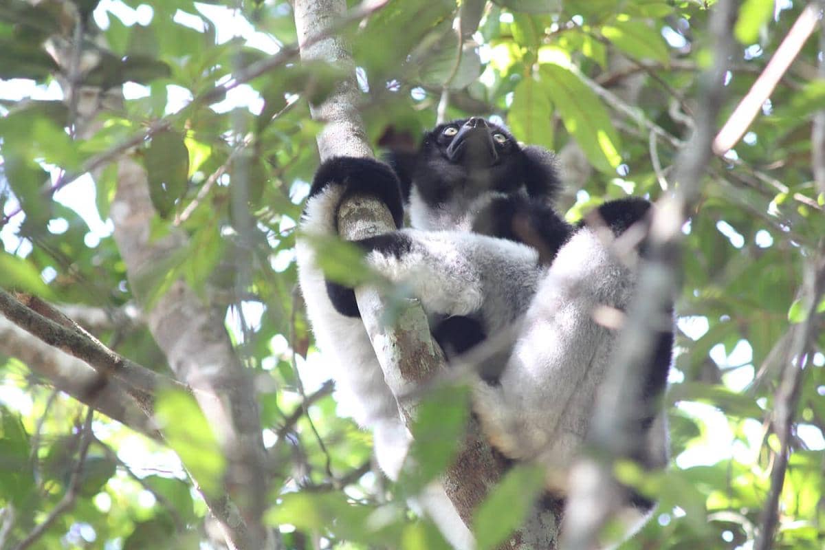 Potret indri lemur 