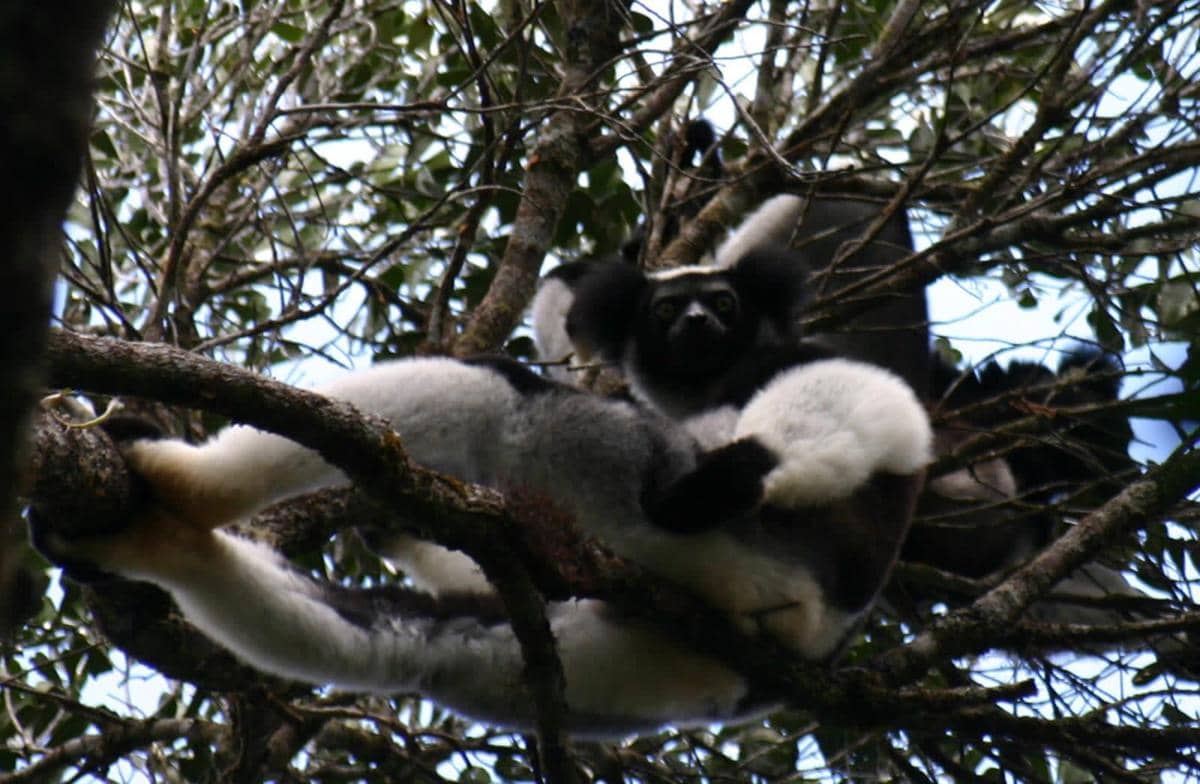 Potret indri lemur 