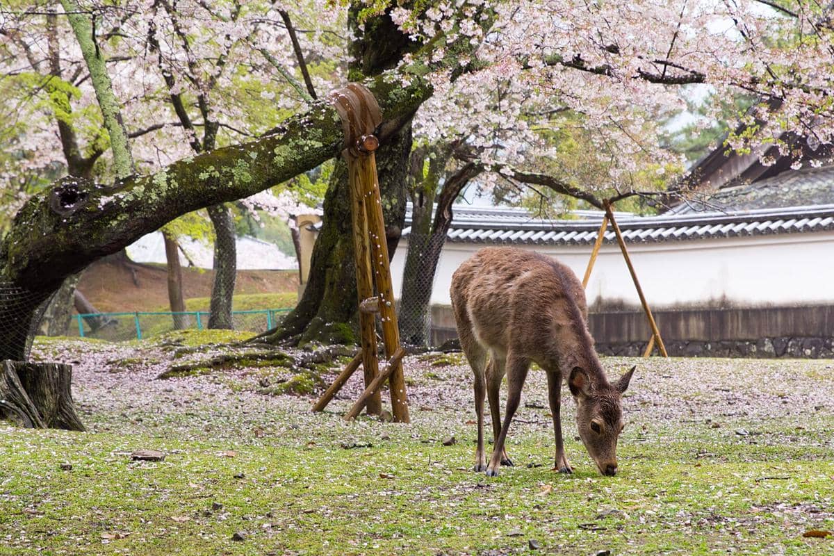 potret rusa di Nara Park
