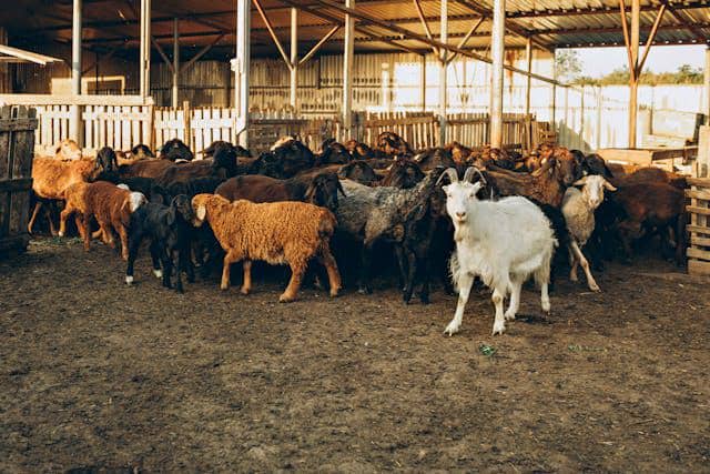 Ilustrasi peternakan kambing