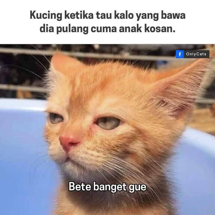 meme anak kos 