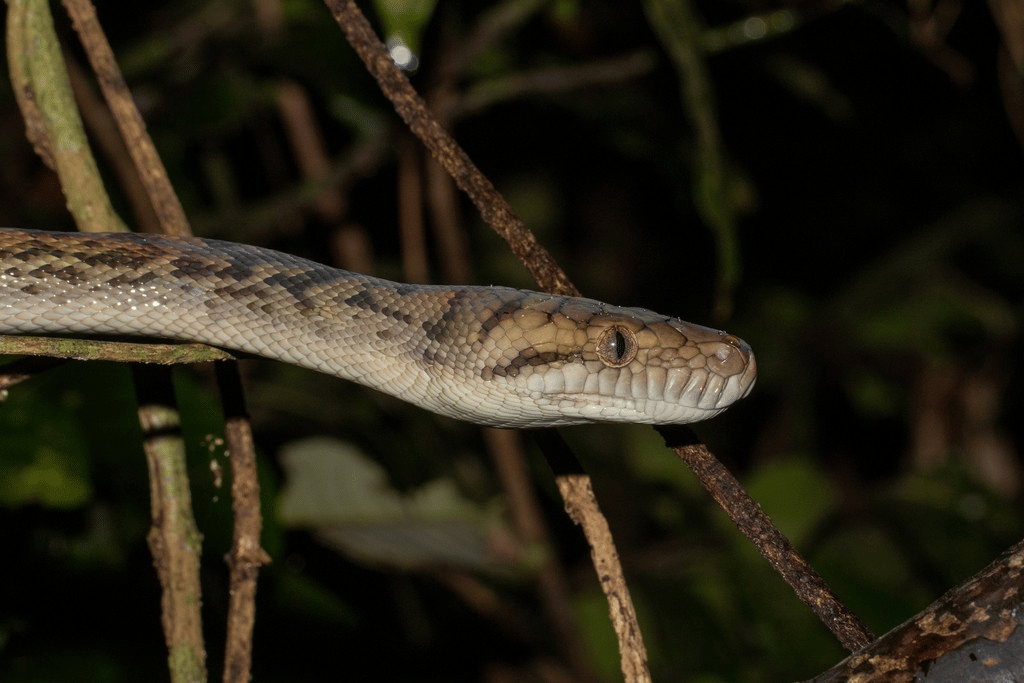 sanca scrub australia