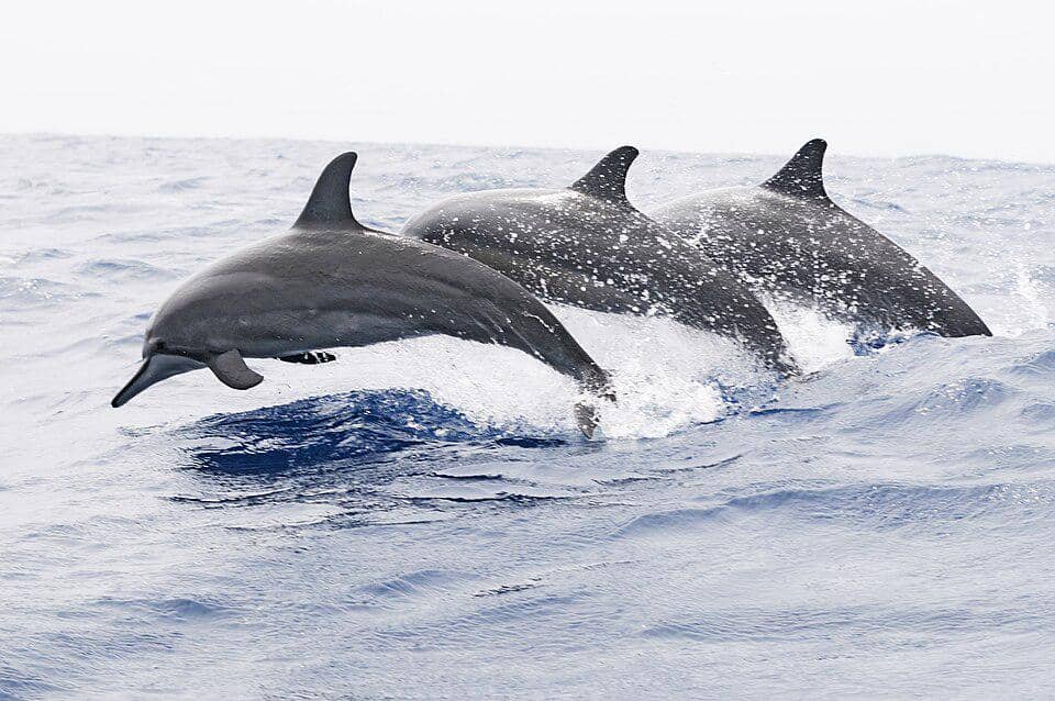 kawanan lumba-lumba moncong panjang melompat bersama