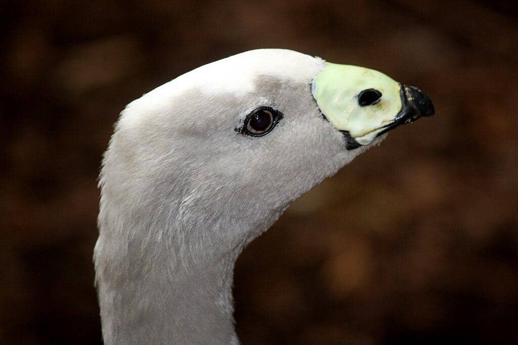 tampak dekat Cape Barren goose