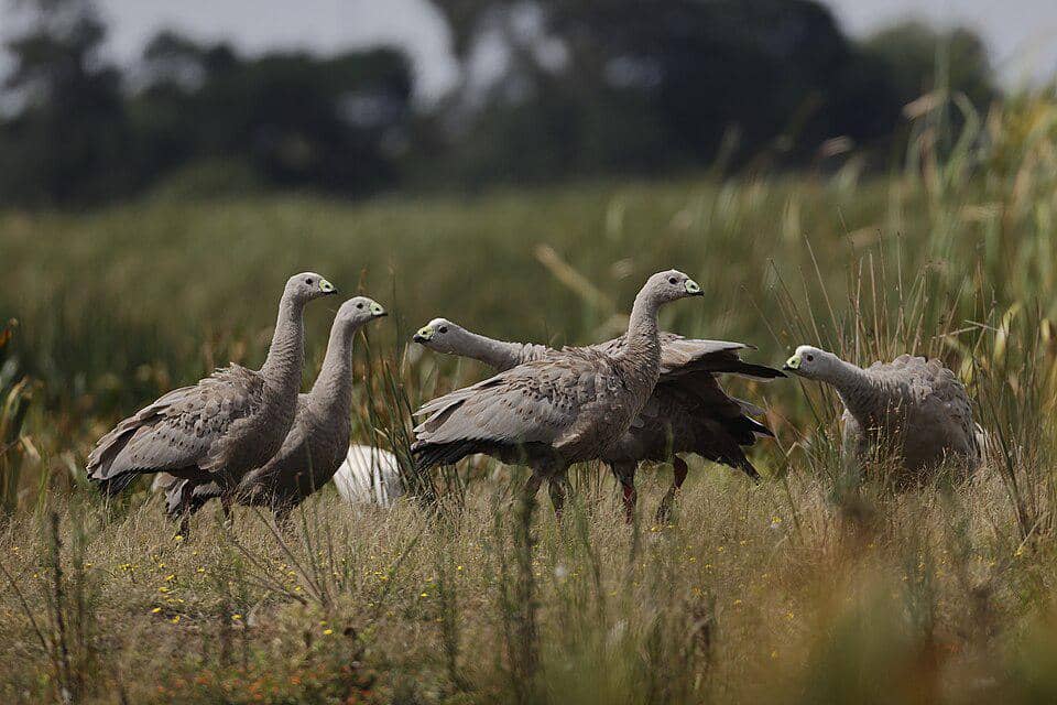 sekelompok Cape Barren goose sedang bercengkerama