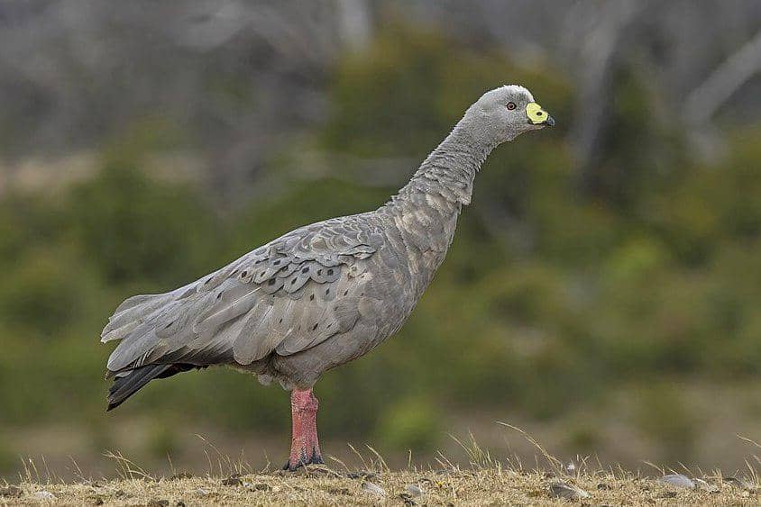 Cape Barren goose di Pulau Kanguru