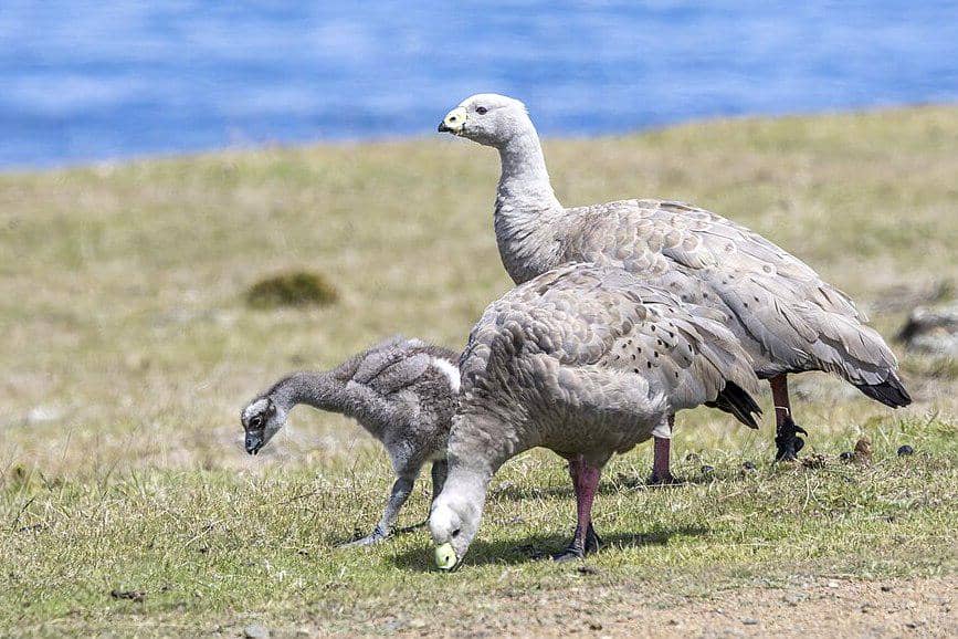 keluarga Cape Barren goose tengah merumput