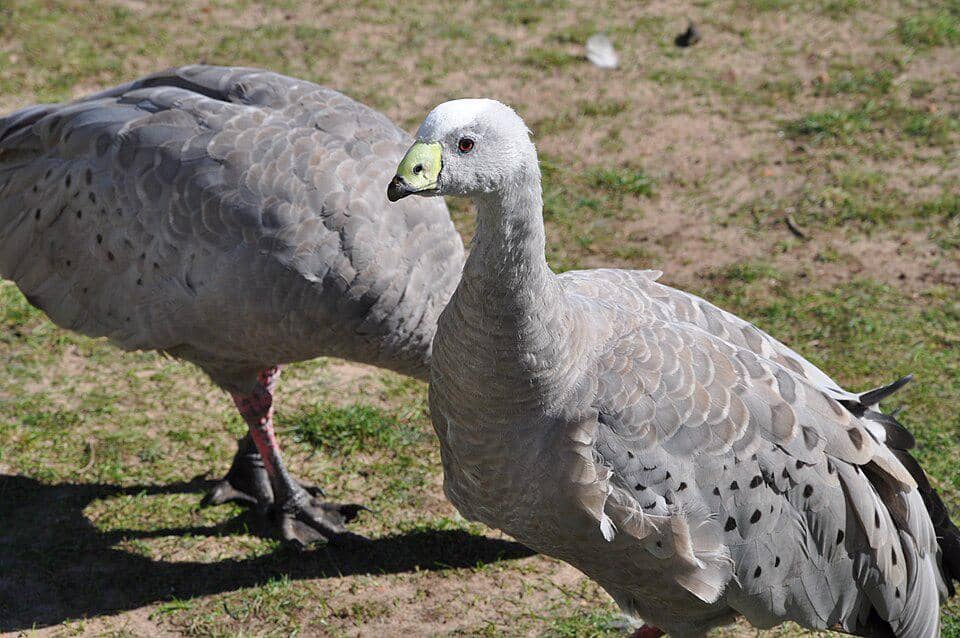 tampak dekat Cape Barren goose