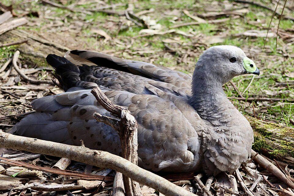 Cape Barren goose sedang istirahat