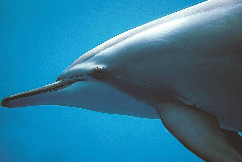 tampak dekat lumba-lumba moncong panjang