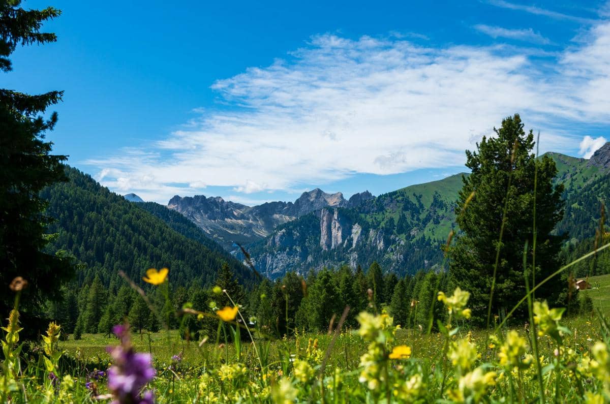 ilustrasi Dolomites dipenuhi bunga liar yang bermekaran